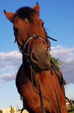 Bomproof D-pony, Dieren en Toebehoren, Ruin, L, D pony (1.37m tot 1.48m), Gechipt