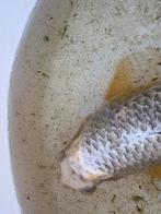 Koi vissen te koop, Poisson