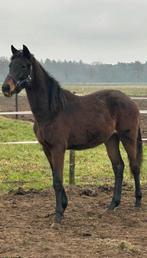 Enkele jonge dressuur paarden en 2 D sportpony's, Étalon, B