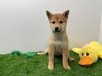 Shiba Inu puberpups - sesam kleur, België, Overige rassen, 8 tot 15 weken, CDV (hondenziekte)