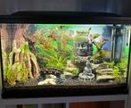 Aquarium + vissen + toebehoren, Dieren en Toebehoren, Ophalen, Zo goed als nieuw