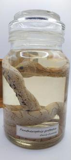 Conservering van vloeistoffen met slangen 01, Ophalen of Verzenden, Nieuw, Reptiel of Amfibie