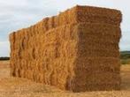 Paille de blé à vendre, Animaux & Accessoires, Chevaux, M