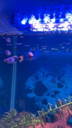 Blauwe man guppy, Zoetwatervis