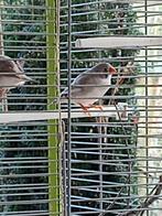 Jonge zebravinken (10), Dieren en Toebehoren, Vogels | Overige Vogels