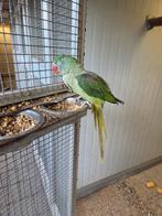 Pop alexanderparkiet