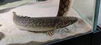 Bichir ornatipinnis 45 cm, Animaux & Accessoires, Poissons | Poissons d'aquarium