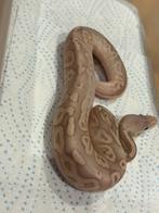 Python regius, Dieren en Toebehoren, Ophalen