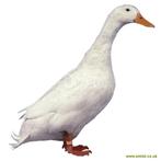 Gezocht Witte Campbell eenden, Dieren en Toebehoren, Pluimvee