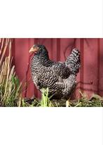 Legkippen|7 rassen|va. 7,5€|gratis levering va. 75€, Dieren en Toebehoren, Kip