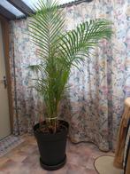 Areca - Goudpalm, Huis en Inrichting, Ophalen, Palm, Halfschaduw, In pot