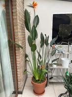 Strelitzia fleurs oiseau du paradis, Huis en Inrichting, Kamerplanten, Bloeiende kamerplant, Ophalen, Overige soorten, 200 cm of meer