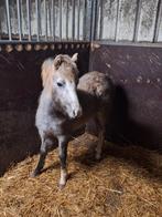 Zeer mooie welsh B merrie, Dieren en Toebehoren, Merrie, Met stamboom, 0 tot 2 jaar, C pony (1.27m tot 1.37m)