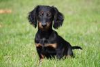 Langharige Teckel pups te koop, 15 weken tot 1 jaar, Buitenland, CDV (hondenziekte), Dwerg