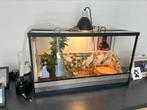 Ballpython met terrarium + alle toebehoren., Dieren en Toebehoren, Gebruikt, Ophalen of Verzenden, Terrarium of Paludarium