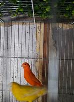Koppels kanarie, Dieren en Toebehoren, Vogels | Kanaries
