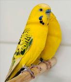 Texas clearbody / Pallid mannen, Dieren en Toebehoren, Meerdere dieren, Parkiet