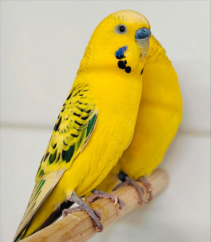 Texas clearbody / Pallid mannen, Dieren en Toebehoren, Vogels | Parkieten en Papegaaien, Parkiet, Meerdere dieren