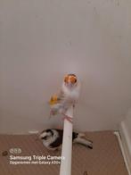 Kleine elzenputters en parva +muttaties