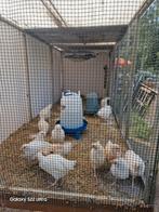 Te koop kippen ( 5 € / stuk ), Dieren en Toebehoren