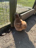 USA Zijdehoenders hanen en hennen, Dieren en Toebehoren, Pluimvee, Meerdere dieren, Kip