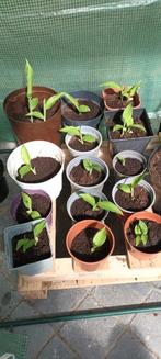 Canna te koop, 1 euro per potje, Tuin en Terras, Planten | Tuinplanten, Ophalen, Volle zon, Vaste plant, Siergrassen