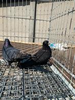 Super takla arap, Dieren en Toebehoren