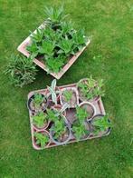 Cactus vetplanten, Tuin en Terras, Ophalen of Verzenden