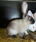 Verschillende reuzen knappe kleuren, Dieren en Toebehoren, Konijnen, Meerdere dieren, Groot, 0 tot 2 jaar