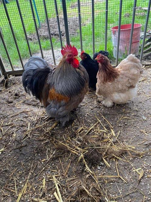 Opvang pluimvee, Dieren en Toebehoren, Pluimvee, Overige soorten, Meerdere dieren