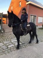 Friese merrie, Dieren en Toebehoren, Paarden, Merrie