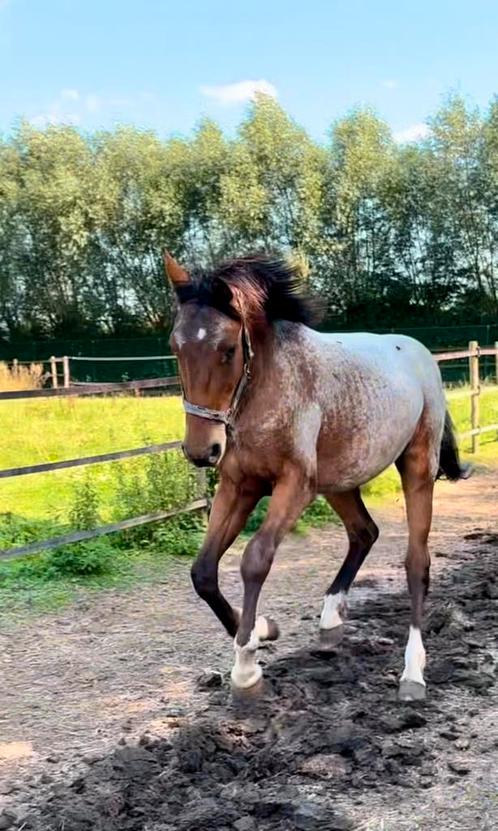 Bijzondere verschijning, Dieren en Toebehoren, Paarden, Ruin, Onbeleerd, 165 tot 170 cm, 0 tot 2 jaar, Recreatiepaard, Met stamboom