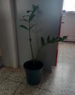 Fleur d'intérieur: Zamioculca, Maison & Meubles, Plantes d'intérieur, Enlèvement