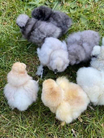 Oiseau à soie des États-Unis