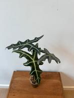 Alocasia Sanderiana Nobilis ‘super silver’, Huis en Inrichting, Kamerplanten, Ophalen of Verzenden