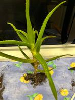 Pousses d’Aloe Vera, Tuin en Terras, Planten | Tuinplanten, Vaste plant, Bloeit niet, Halfschaduw, Ophalen