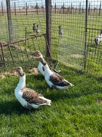 Zeer mooi trio vlaamse ganzen, Gans of Zwaan