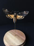 Papillon Sphinx Tête de Mort Acherontia Atropos XL Globe, Enlèvement ou Envoi