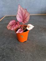 Begonia inca flame nr 7, Huis en Inrichting, Kamerplanten, Ophalen