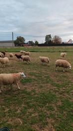 Mooie schapen jong meisje 6 tot 8 maanden, Dieren en Toebehoren, Schapen, Geiten en Varkens