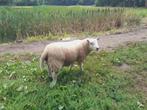Schapen: Dekbokken, Mannelijk, Schaap, 0 tot 2 jaar