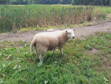 Schapen: Dekbokken beschikbaar voor biedingen