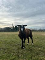 Livre noir et bleu, Animaux & Accessoires, Moutons, Chèvres & Cochons, Mâle, Mouton, 0 à 2 ans