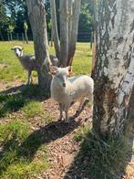 Ouessant lammetje, Dieren en Toebehoren, Schapen, Geiten en Varkens, Mannelijk, Schaap, 0 tot 2 jaar