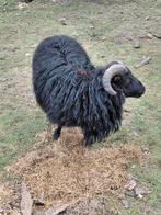 Ouisantschaap, Dieren en Toebehoren