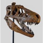 Schedel Daspletosaurus (Replica), Crâne, Animal sauvage, Enlèvement, Neuf