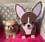 Pomchi teefje 8 weekjes 21/11/2025, Dieren en Toebehoren, Honden | Chihuahua's en Gezelschapshonden, België, Fokker | Hobbymatig