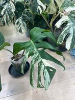 Monstera Deliciosa Albo Variegata, Huis en Inrichting, Kamerplanten, Ophalen