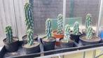 Mooie cactussen en vetplanten te koop, Ophalen