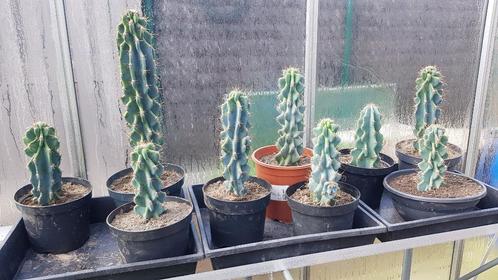 Mooie cactussen en vetplanten te koop, Hobby & Loisirs créatifs, Hobby & Loisirs Autre, Enlèvement